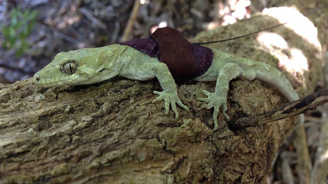 Gecko with radio transmitter on back. 