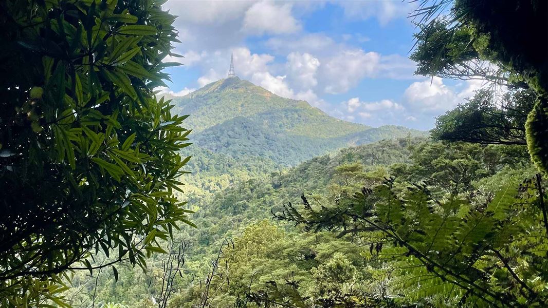 Te Aroha Summit Track. 