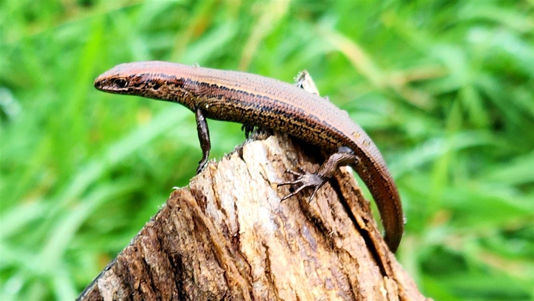 A small skink with brown and mustard-yellow streaks atop a broken log and surrounded by tall grass.