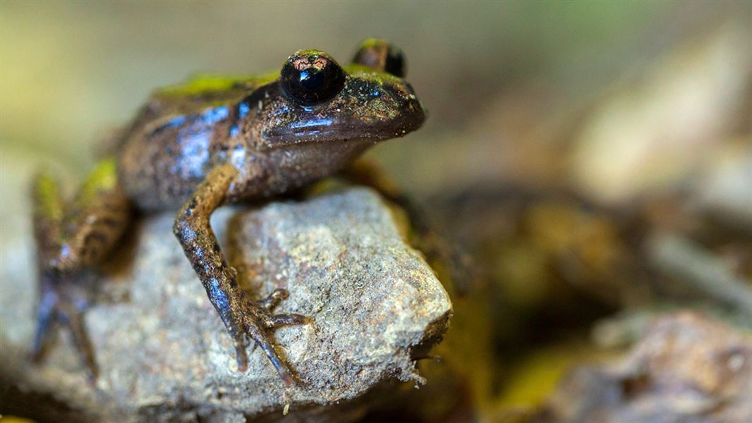 Maud Island frog. 