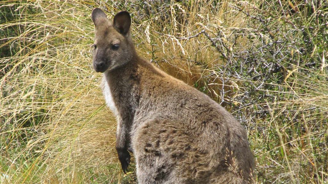 Bennetts wallaby