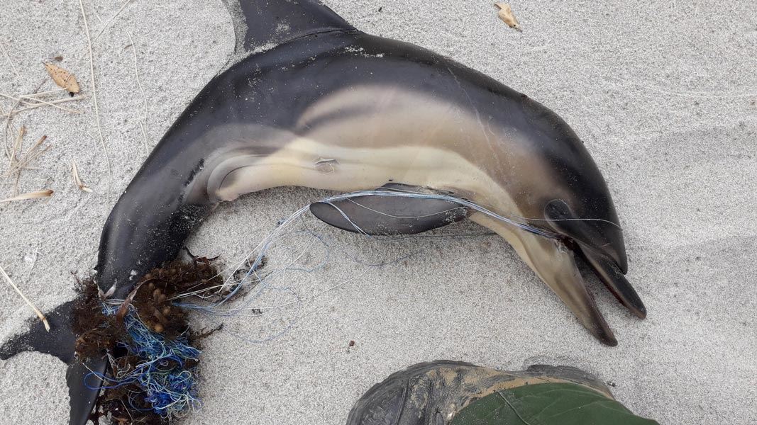 Dead dolphin calf entangled in fishing line