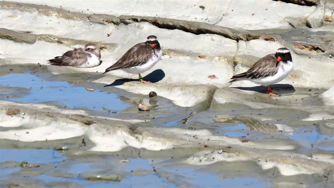 A  juvenile shore plover resting on the Waikawa shoreline with its mother and father. 