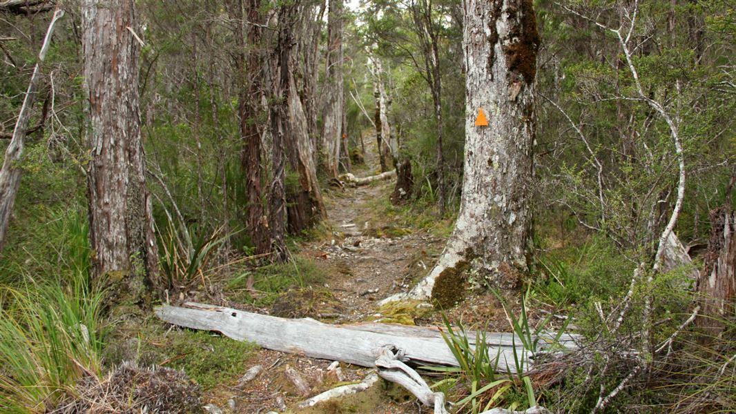 Abel Tasman Inland track.