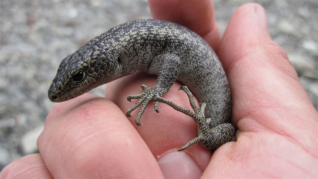 Scree skink. 