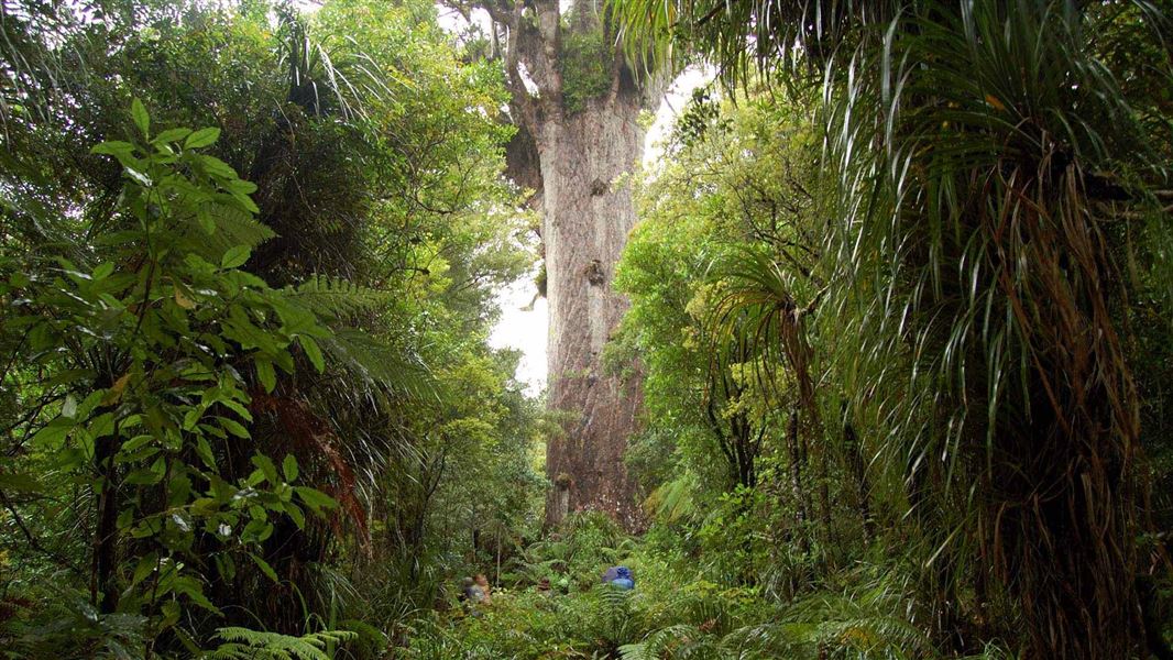 Tane Mahuta. 