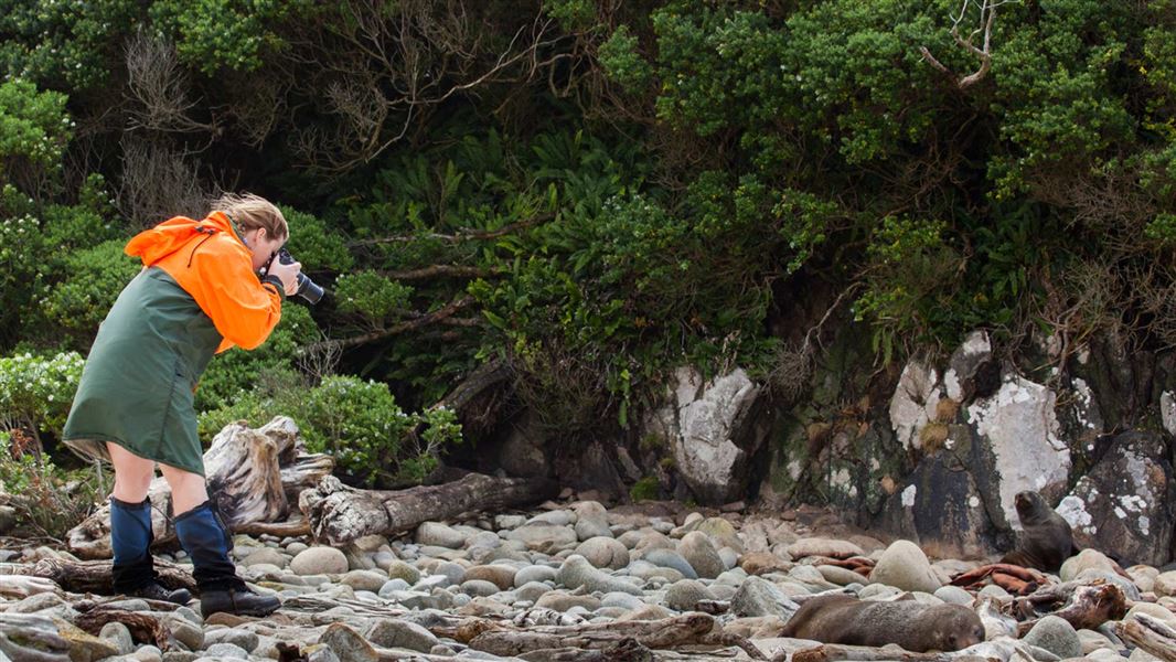 Taking photos of seals. 