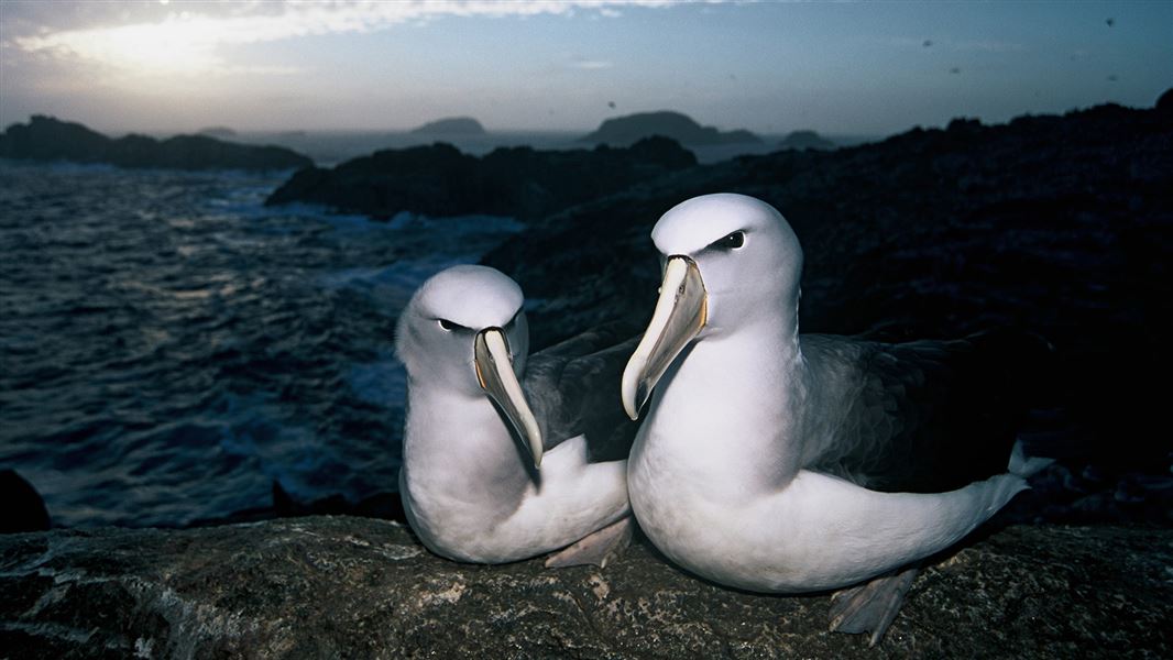 Two Salvin's albatrosses nested upon rocks as the sun sets in the Bounty Islands.