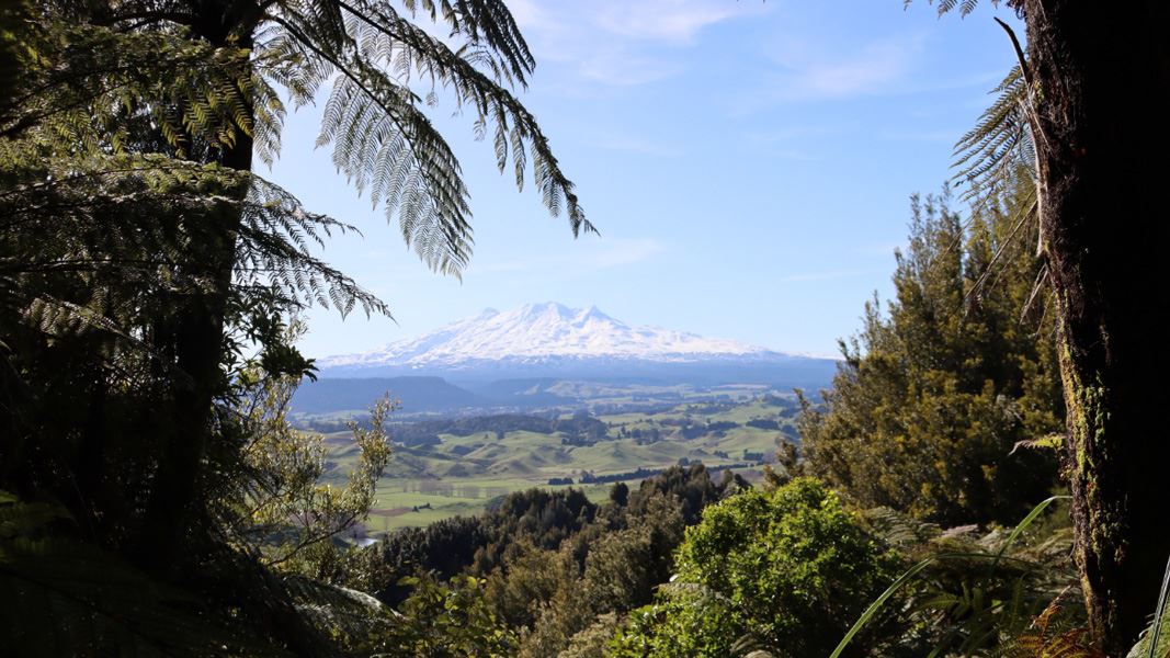 View of Mt Ruapehu through trees on Puketawa block. 