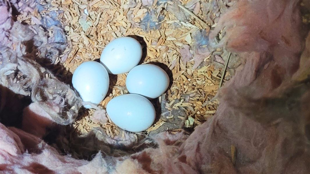 Kākā eggs in amongst wood chips and pink bats that were found in an attic in Wellington.