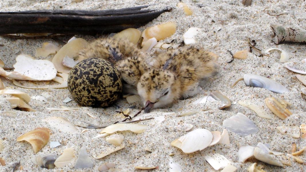 A close up of two dotterel chicks and an egg on the beach sands.