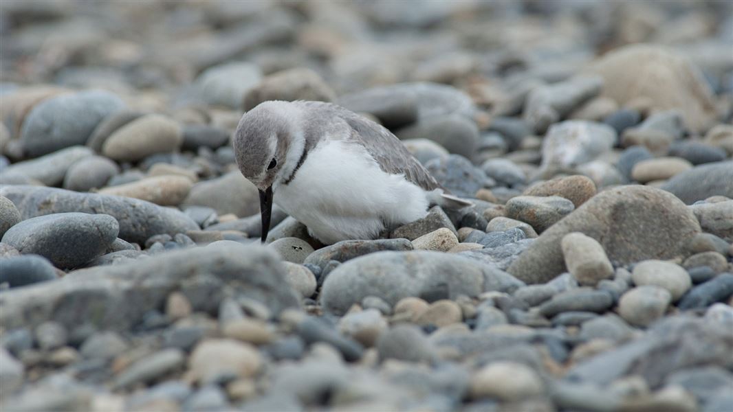 A nesting wrybill with a hatching egg on the Ashley River/Rakahuri