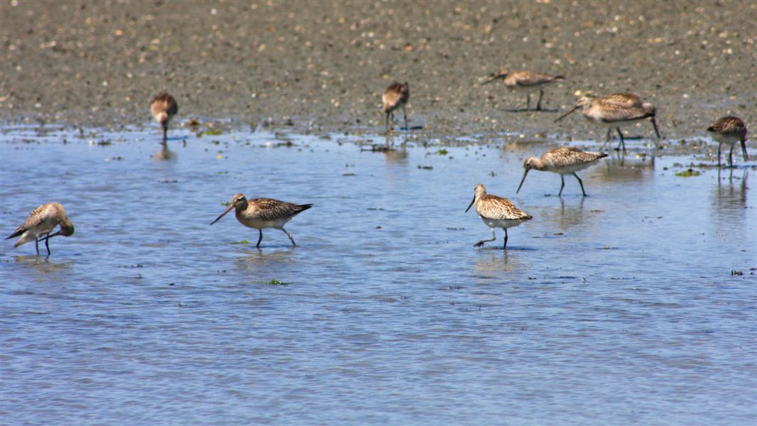 Bar-tailed godwits at Ahuriri Estuary. 