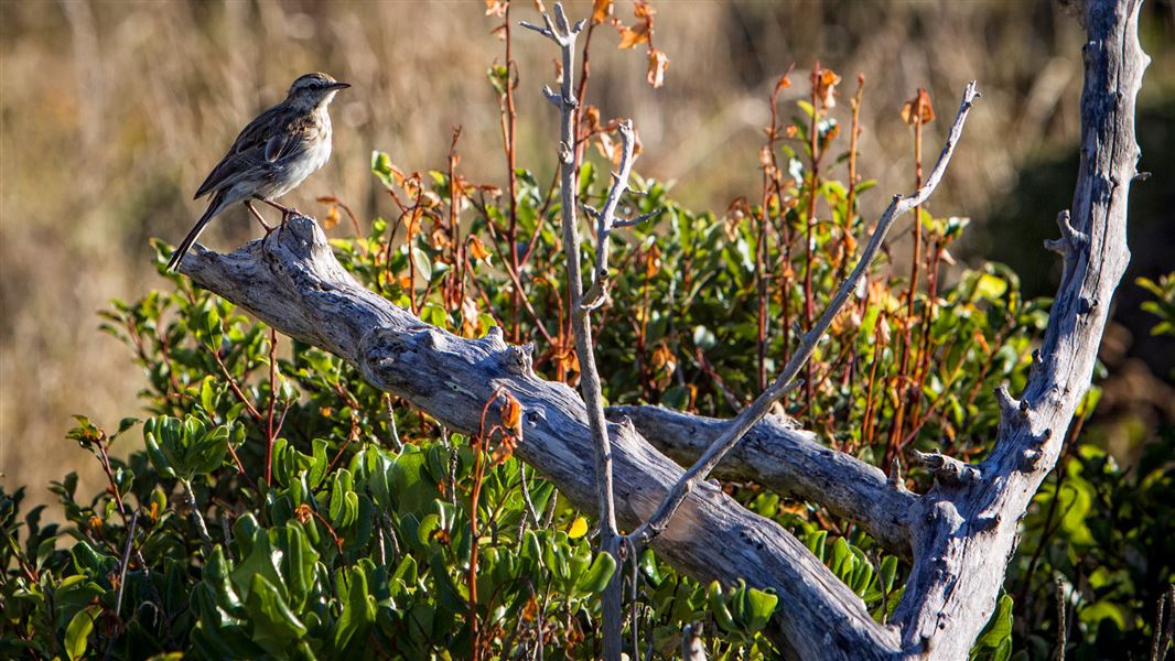 Bird perched on branch on Kapiti Island. 