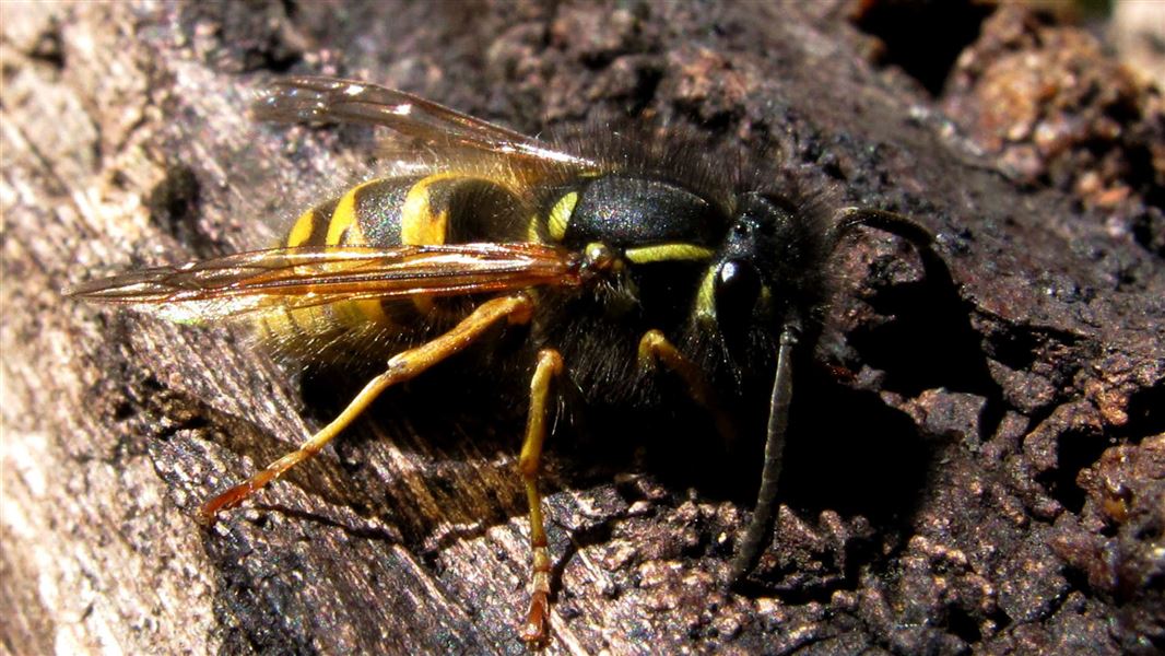 Vespula vulgaris.