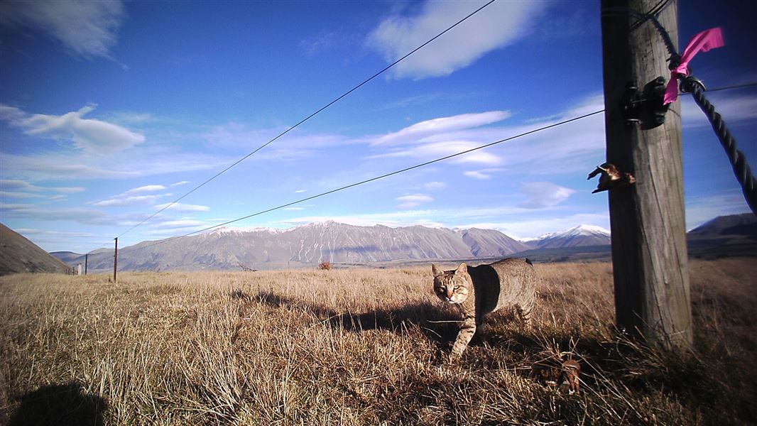 Feral cat, Rangitata River valley. 