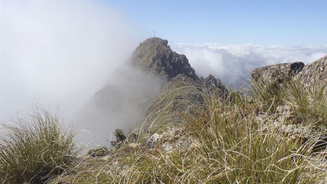 Hikurangi summit. 