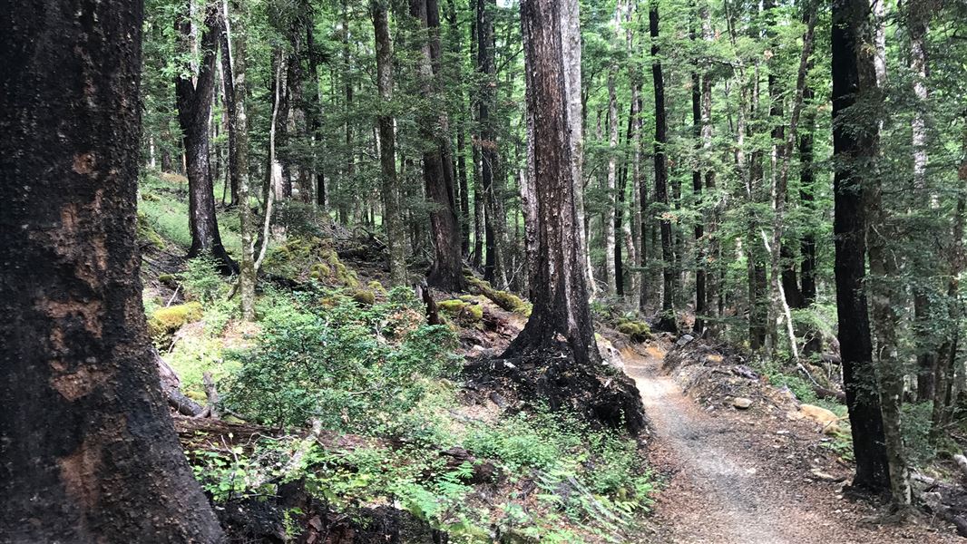 Dirt track through trees.