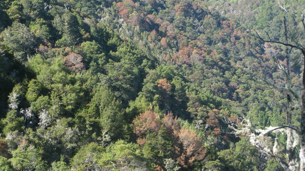 Dead silver and red beech trees, Mt Richmond Conservation Park, between Nelson and Marlborough.