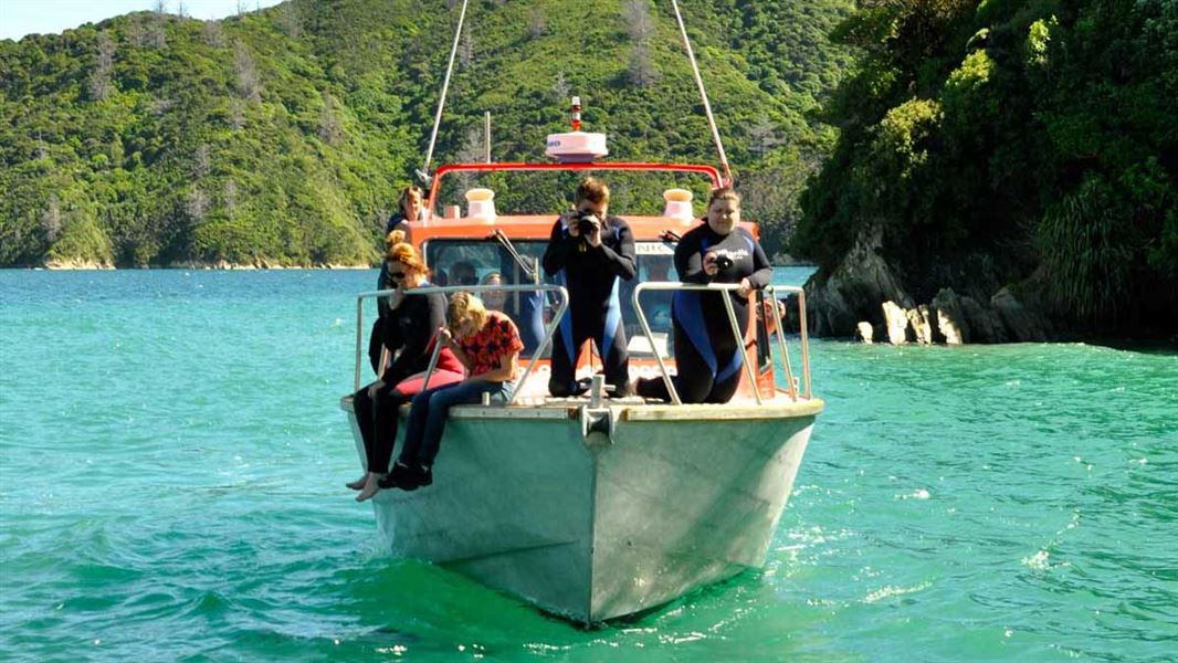 Dolphin watching from a boat. 