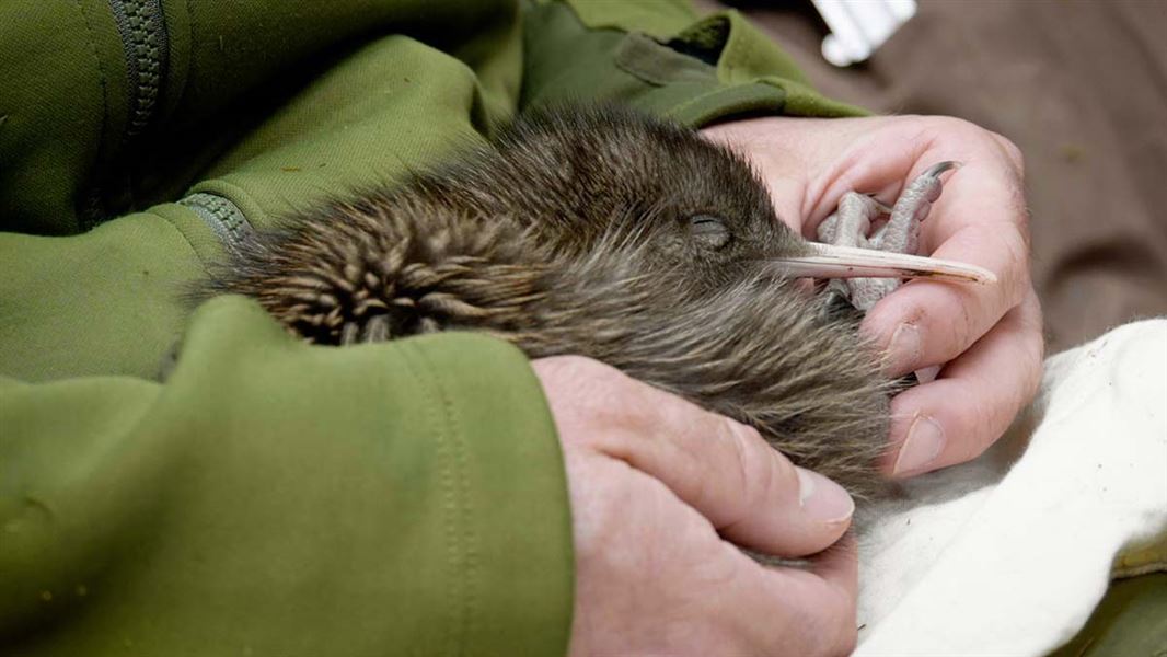 Tokoeka kiwi chick. 