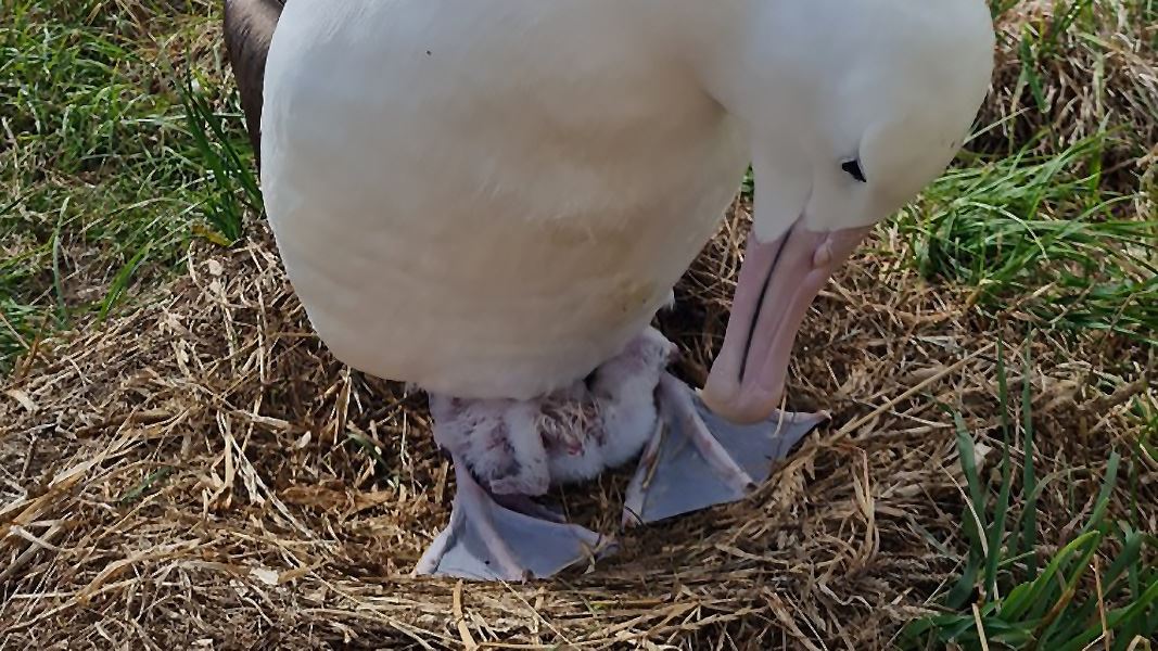 An albatross with it's chick snuggled under it's body.