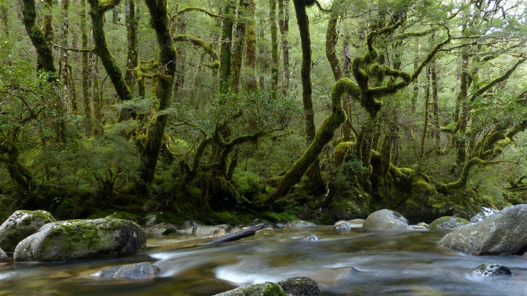 Rahu River, Victoria Forest Park.