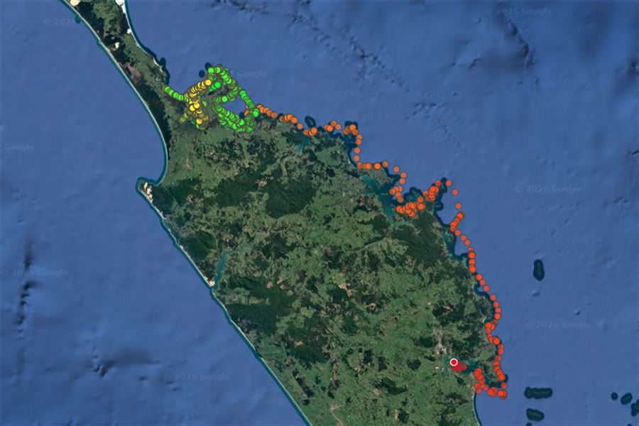 Map with highligths showing green sea turtle tracking. 