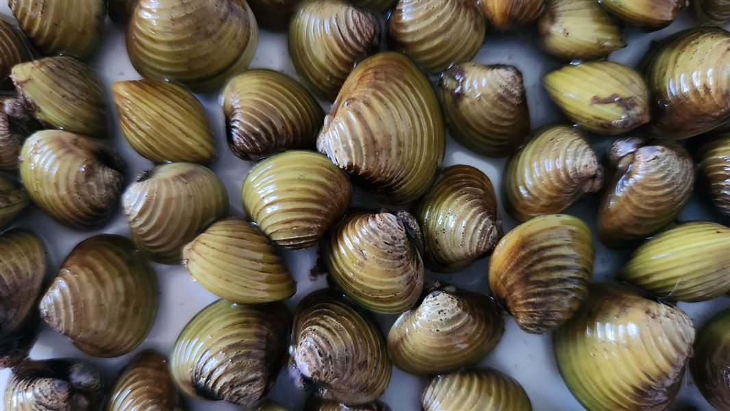 Invasive clams.