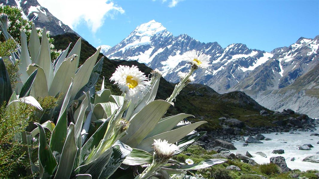 : Large mountain daisy with Aoraki/Mt Cook in the background. Aoraki/Mt Cook National Park is part of Te Wāhipounamu – South West New Zealand World Heritage Area. 