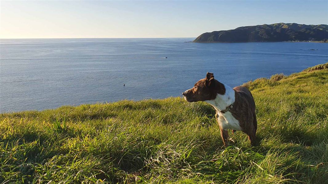 A lone dog stands atop a cliff covered in grass looking out over an idylic bay.