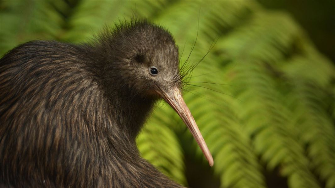 Northland brown kiwi (apteryx mantelli)