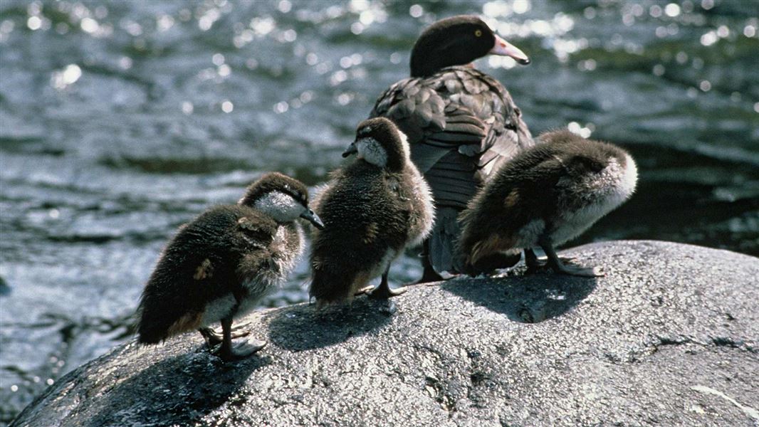 Blue duck adult and three ducklings. 