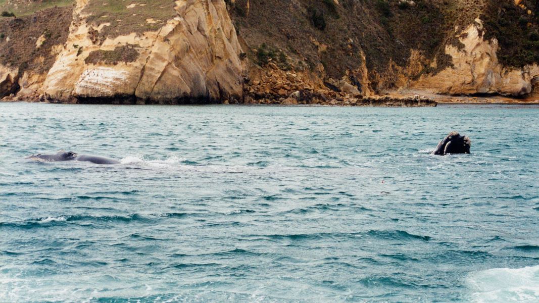 Southern right whale/tohorā and calf