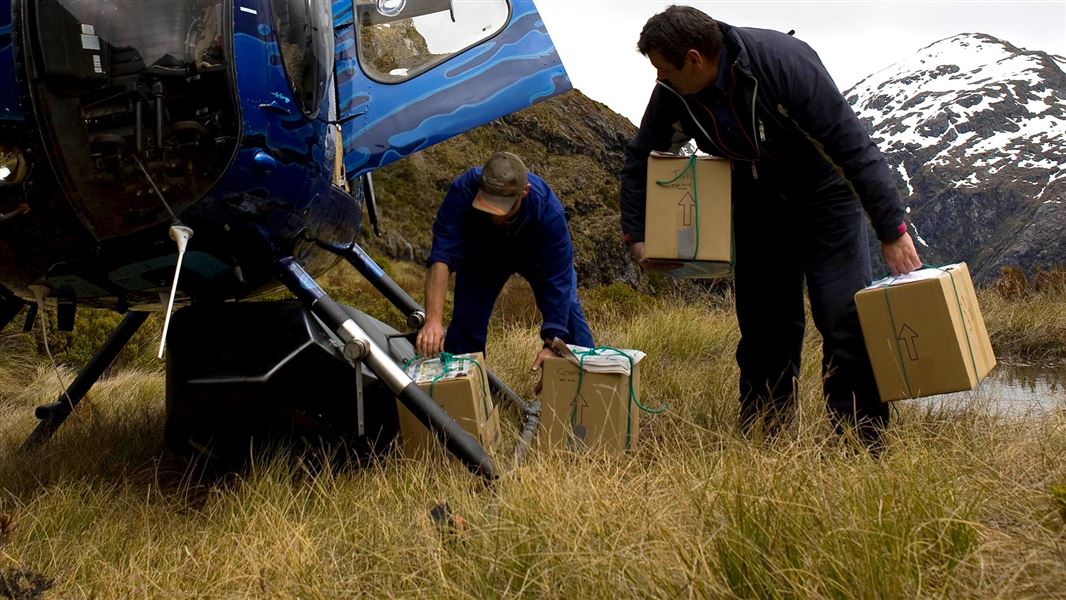 Takahē. 