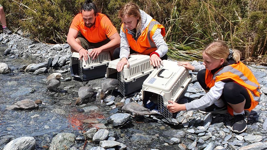 Three people crouch by cages with whio/blue ducks on a riverbank