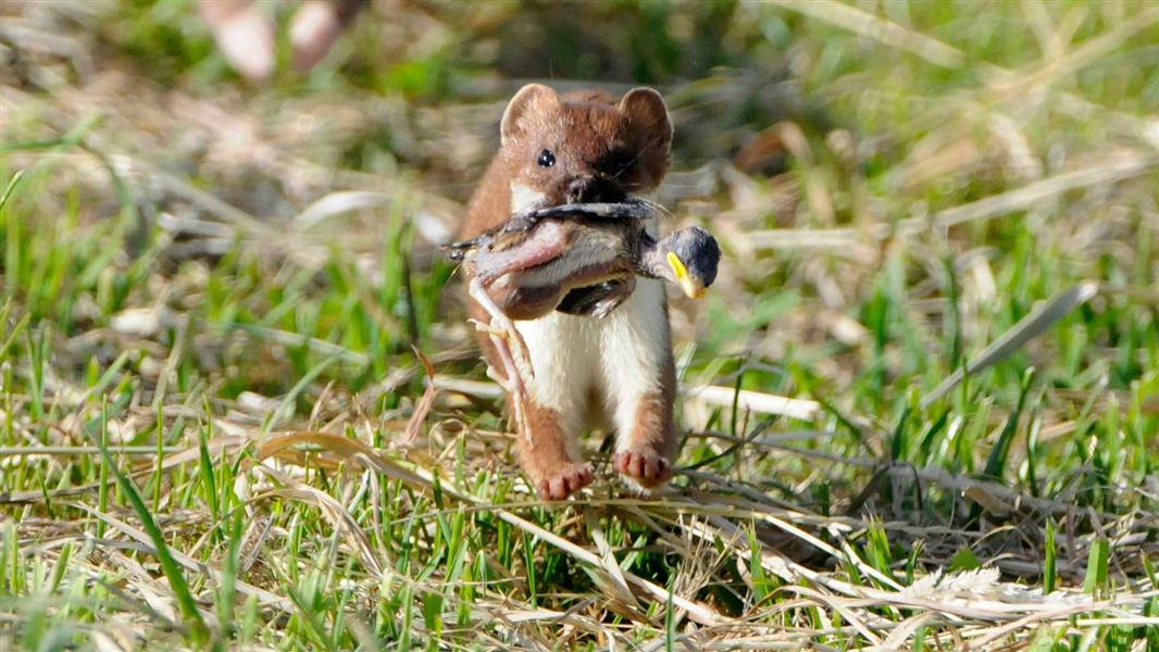 Stoat with chick.