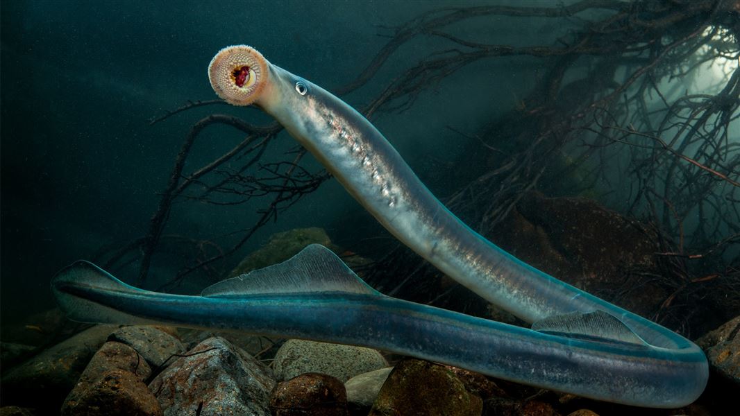 Underwater view of lamprey swimming turning its head back towards tail with mouth open showing teeth. 