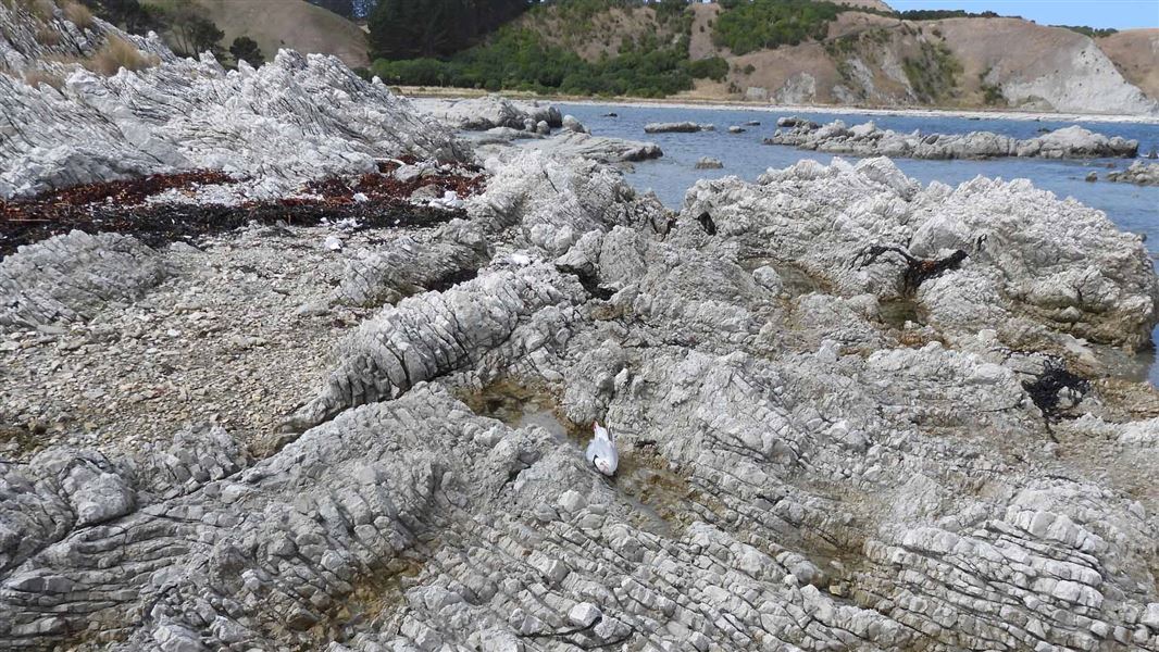 Dead gulls on the South Bay coast in Kaikōura.