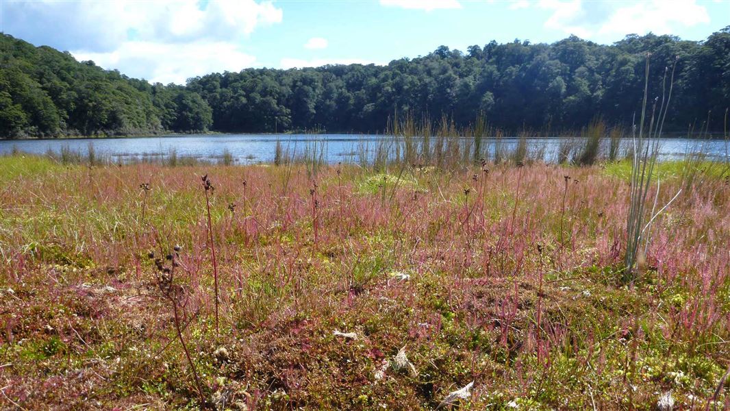 Sundews at Lake Ruapani. 