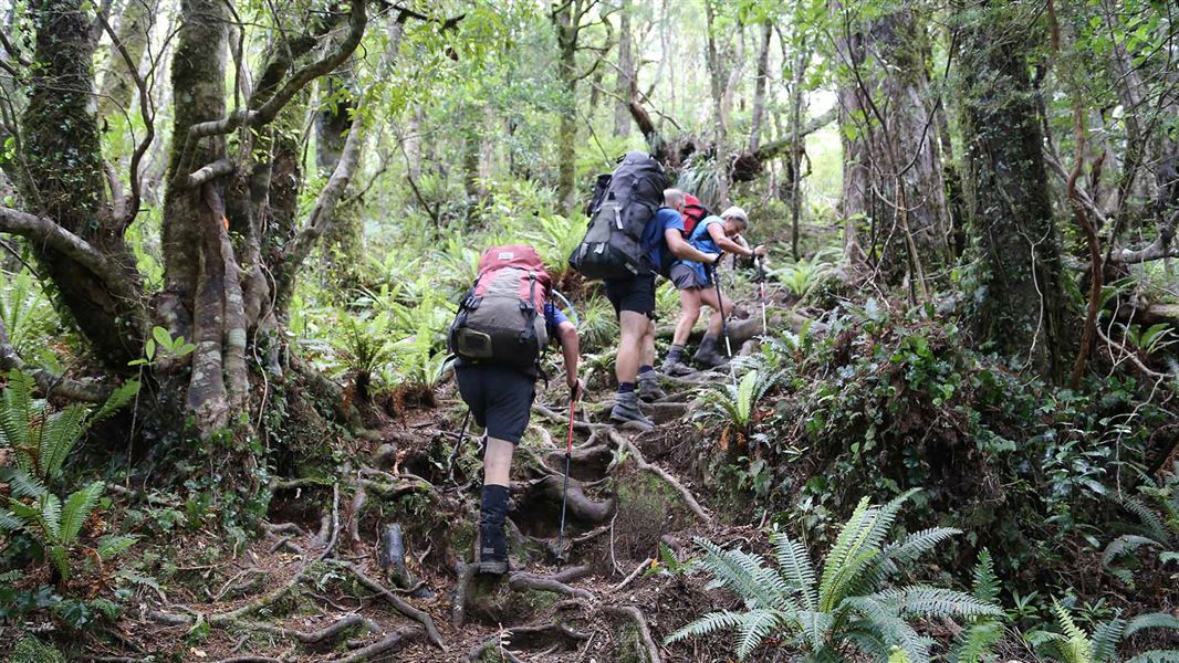 Roaring Stag Track: Tararua Forest Park, Wairarapa region