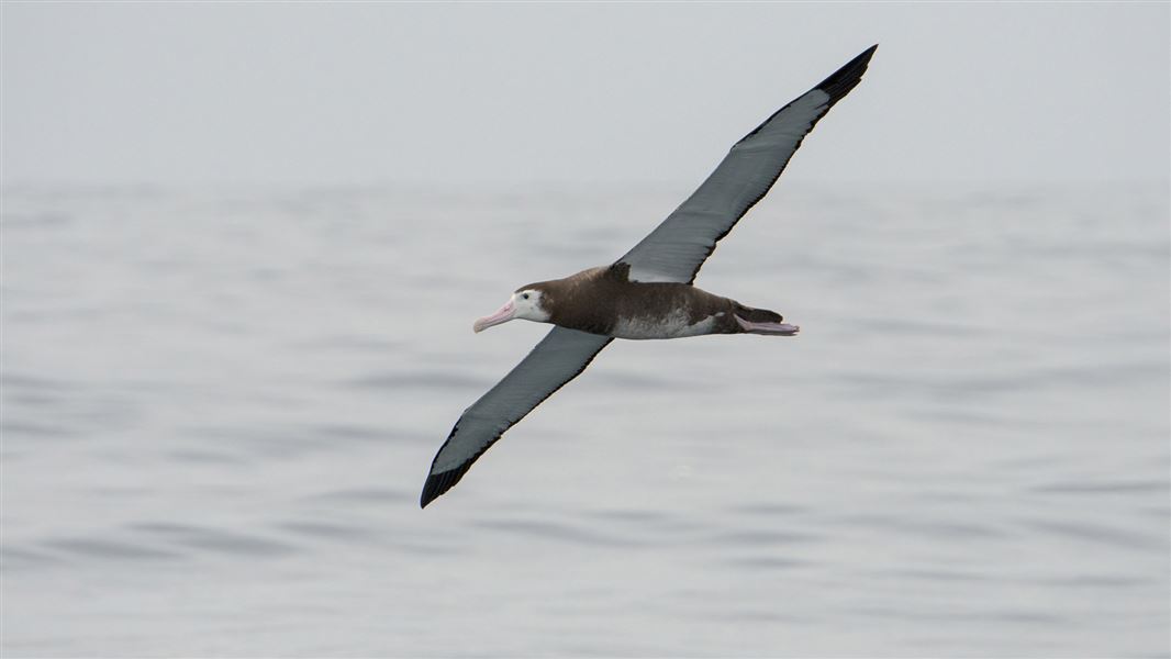 Antipodean albatross flying over sea.