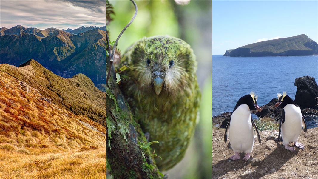 Three photos next to each other; view of hills, a kākāpō, and erect-crested penguins.