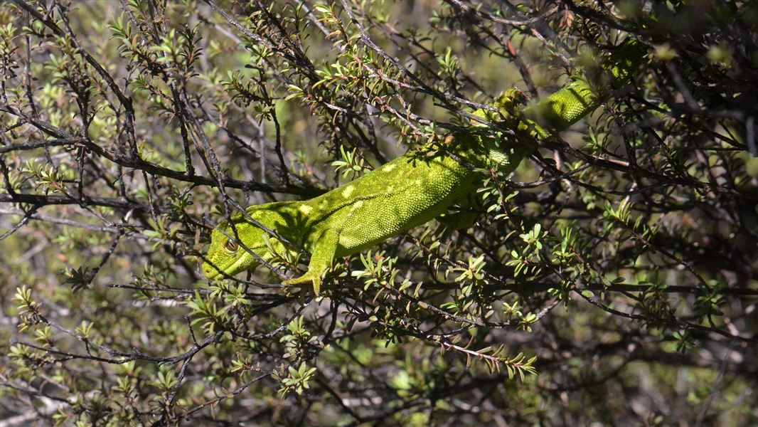 West Coast green gecko. 