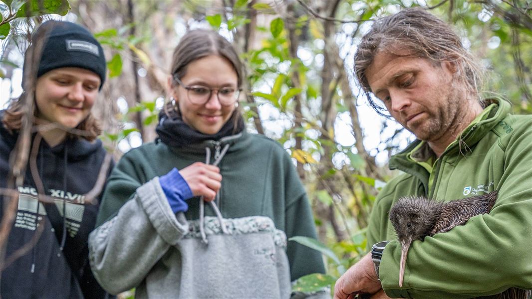  Rowi kiwi monitoring Motuara Island. 