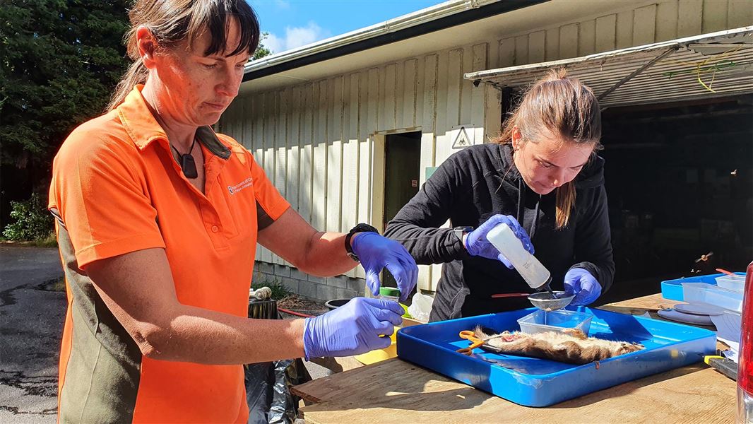 Two people dissecting a stoat