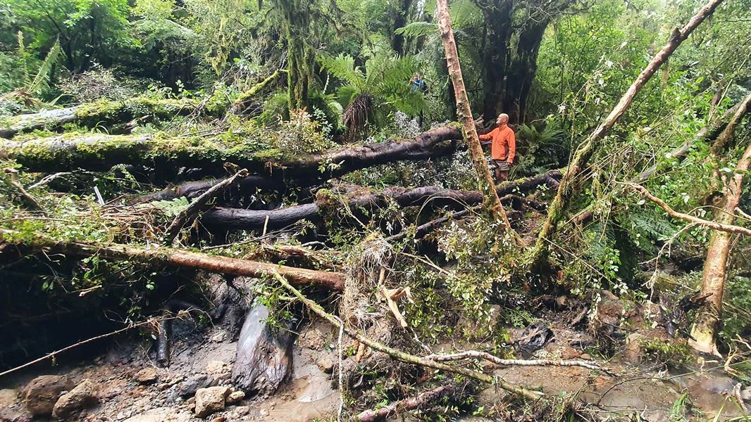 A DOC ranger stands near a fallen tree in dense forest.