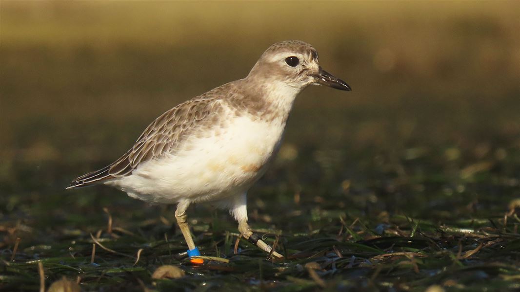 Pukunui/southern New Zealand dotterel. 