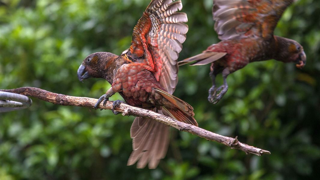 Kākā at Pukaha Mount Bruce Wildlife Centre. 