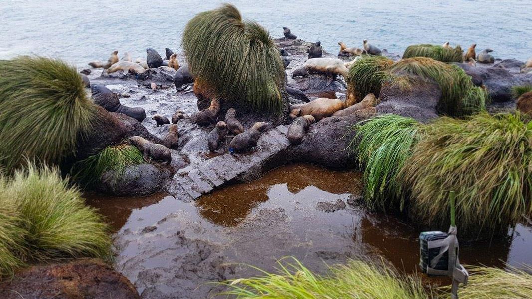 Sea lions on Campbell Island. 